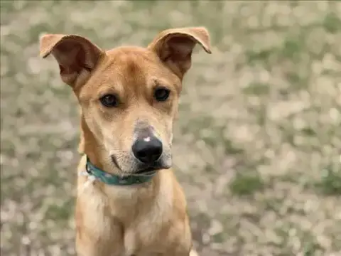 Pepper