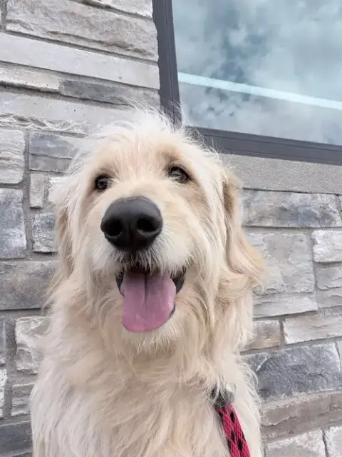 Sampson