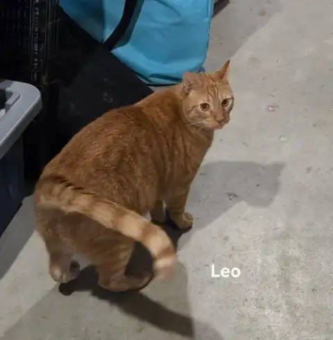 Leo photo 5