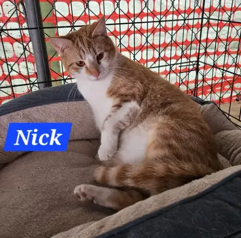 Nick Fury