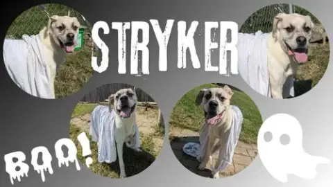 Stryker-Sponsored photo 2