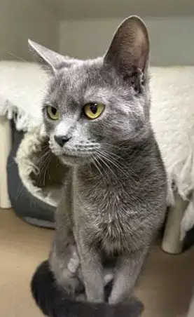 Lila