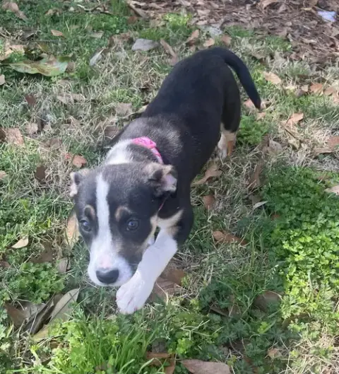 Coco Chanel