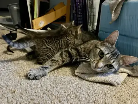 Cinnamon photo 2