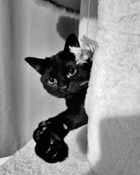 Bagheera photo 2