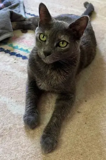 Lacey photo 4