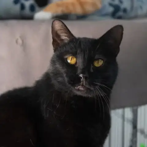 Onyx photo 2