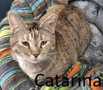Catarina
