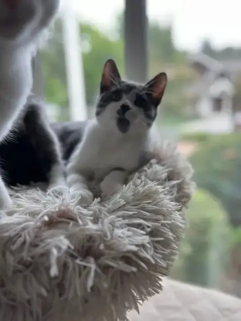 Stella & Poppy photo 5