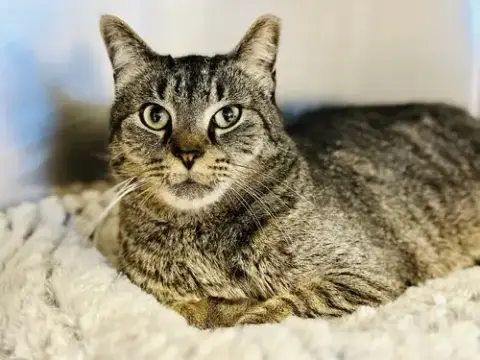 Simba photo 2