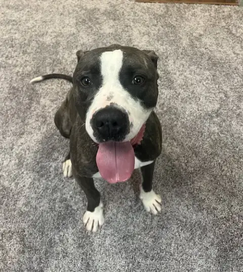 Royce photo 4