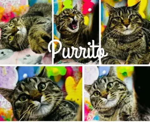 Purrito- Long Term 7*10*25