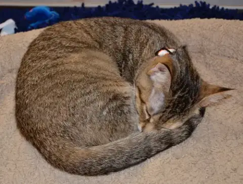 Tabby L photo 3