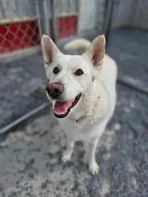 Toby Gsd photo 2