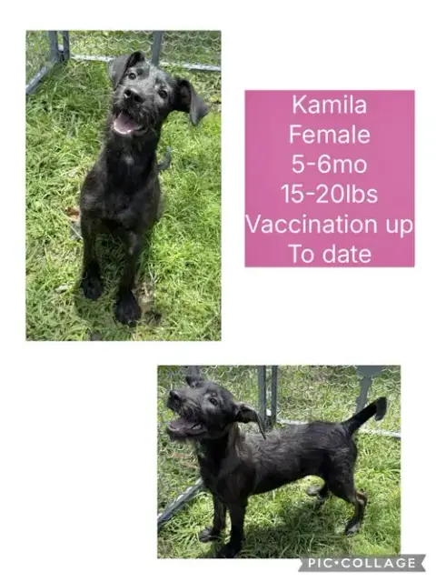 Kamila photo 3