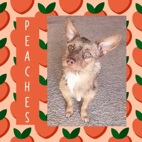 Peaches photo 2
