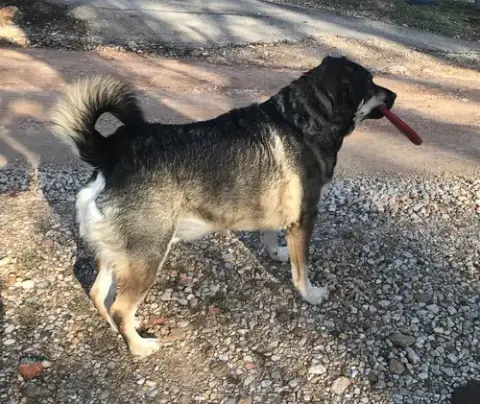Dexter W. photo 2