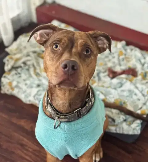 Penny photo 4