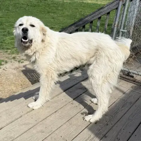 Homer