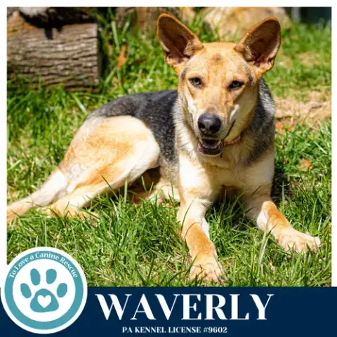 Waverly photo 4