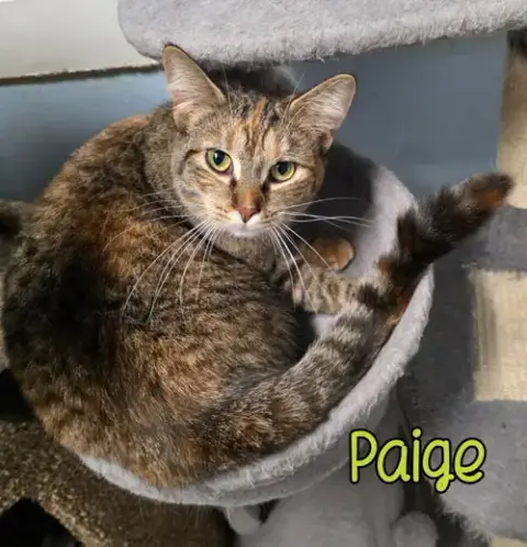 Paige photo 3