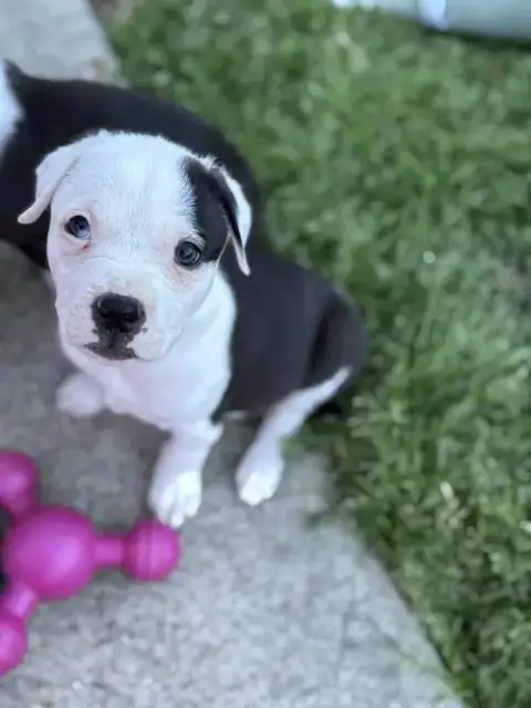 Bliss photo 4