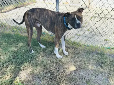 Cooper photo 5