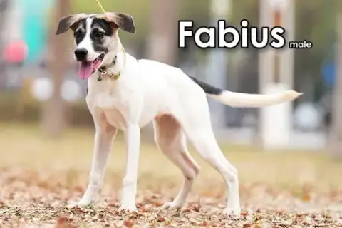 Fabius From Taiwan photo 3