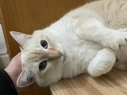 Elsa