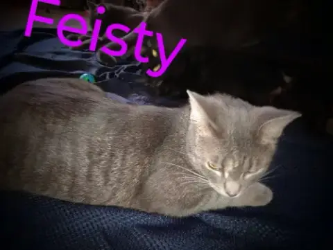 Zz "Feisty" Courtesy Post photo 2