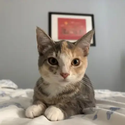 Harmony