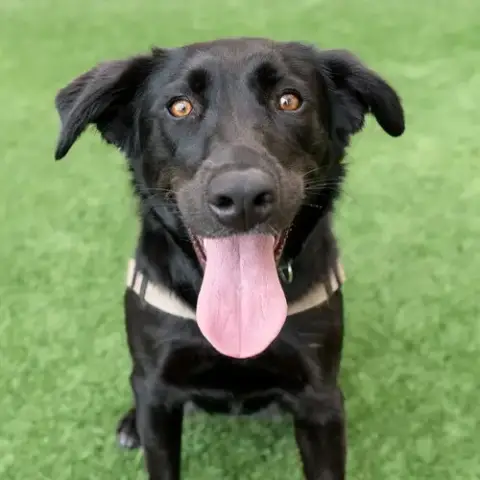 Harley