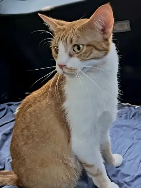 Kitten Chewy photo 2