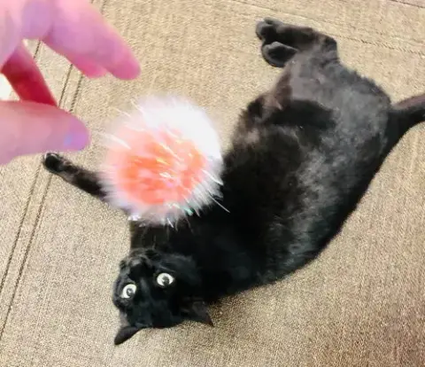 Purrcie photo 2