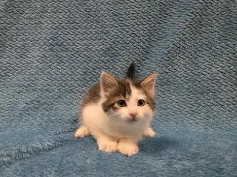 Quiggly