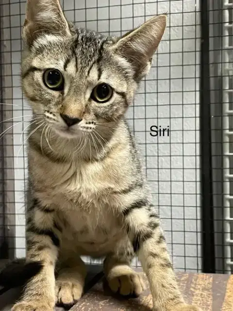 Siri photo 5