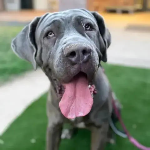 Xena
