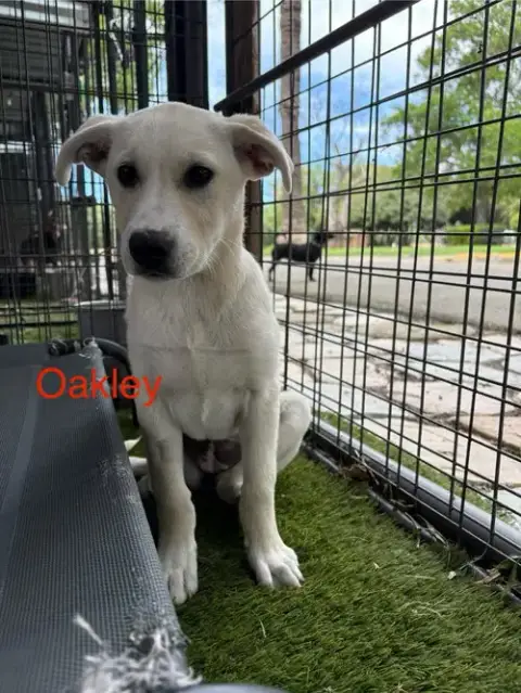 Oakley photo 2