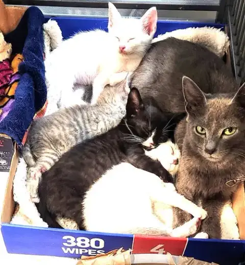 Kitten Fosters Desperately Needed photo 4