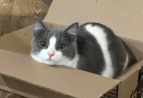 Vee