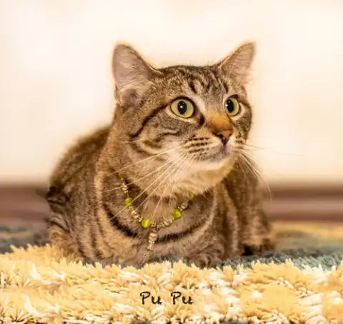 Pu Pu photo 3