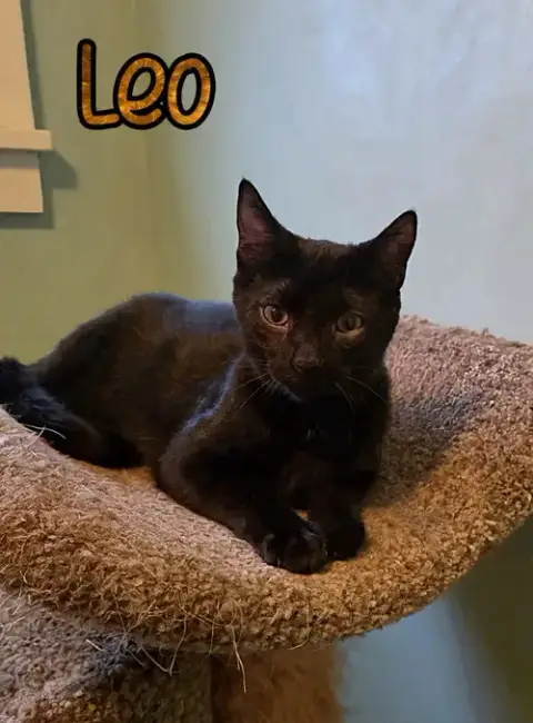 Leo