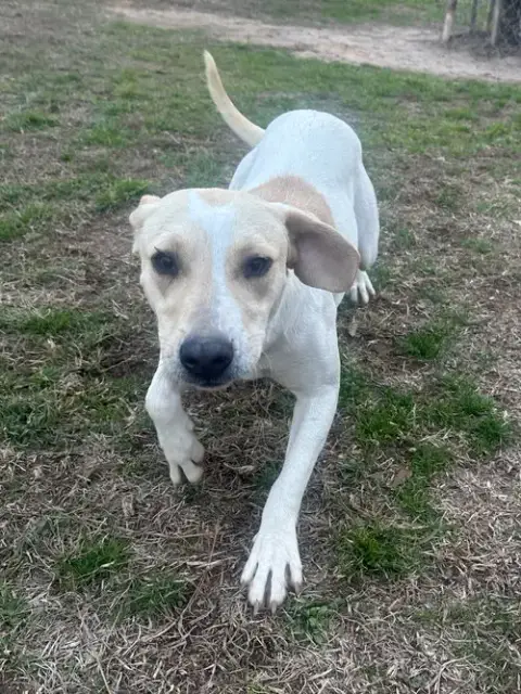 Penny