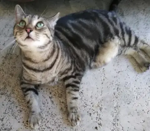 Mama Kitty