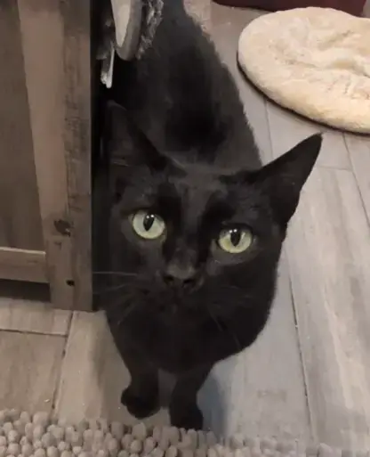 Bonnie