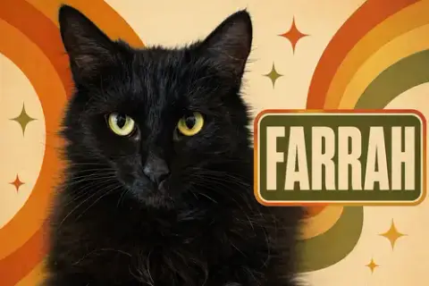 Farrah: Dmh
