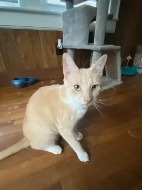 Clyde