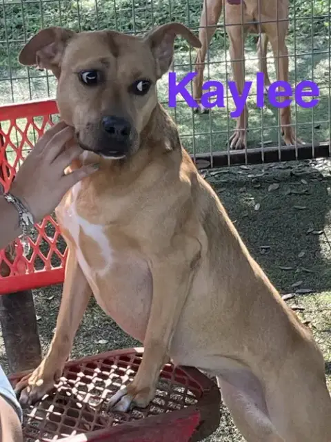 Kaylee photo 2