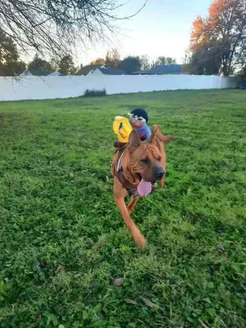 Bebe