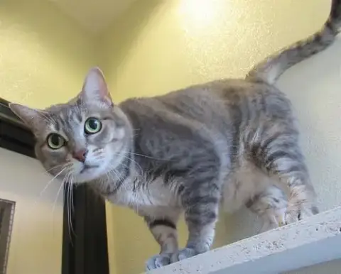 Miss Kitty